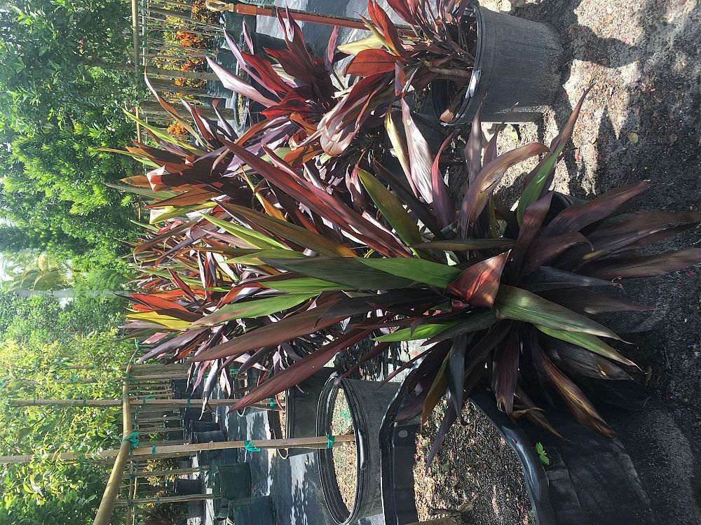 cordyline-fruticosa-black-magic-ti-plant-cordyline-terminalis-dracaena-terminalis