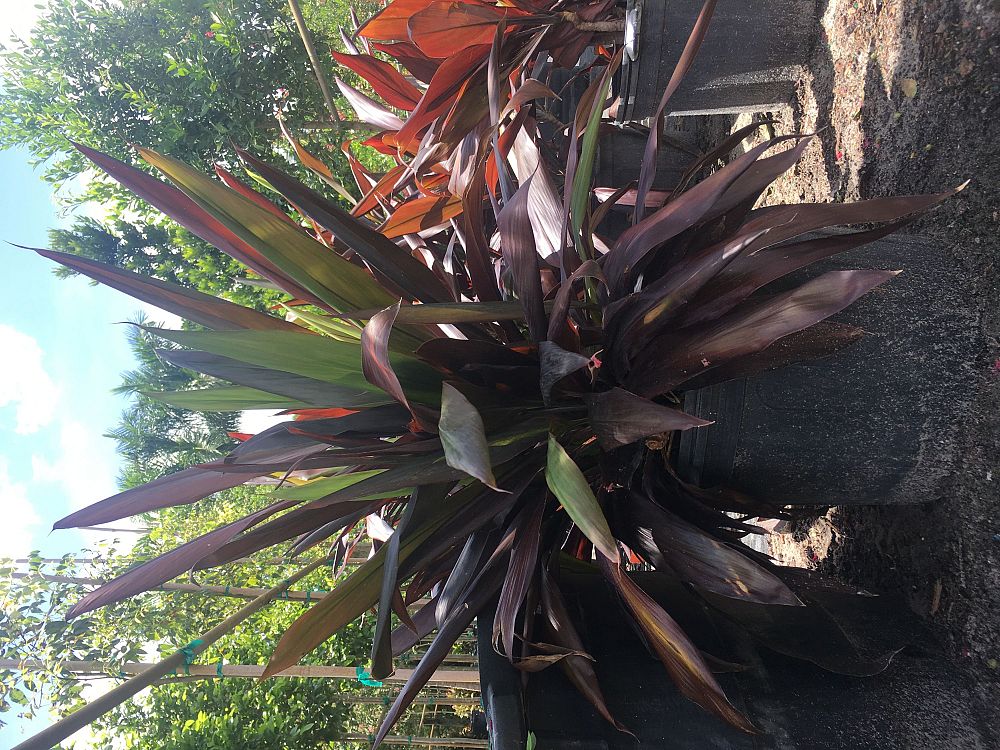 cordyline-fruticosa-black-magic-ti-plant-cordyline-terminalis-dracaena-terminalis