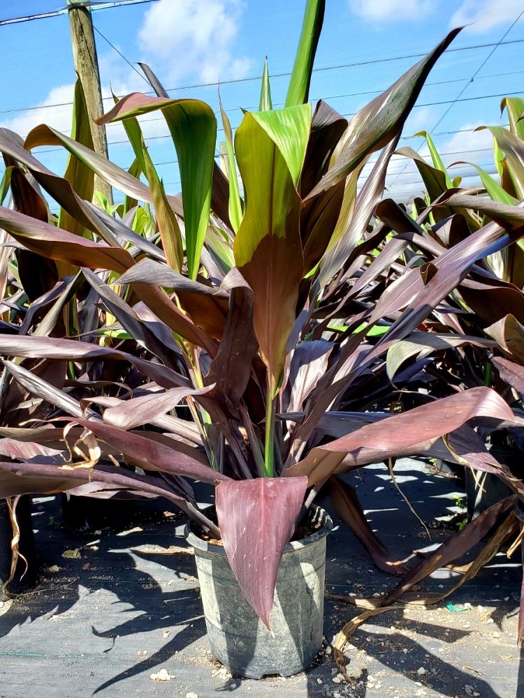 cordyline-fruticosa-black-magic-ti-plant-cordyline-terminalis-dracaena-terminalis