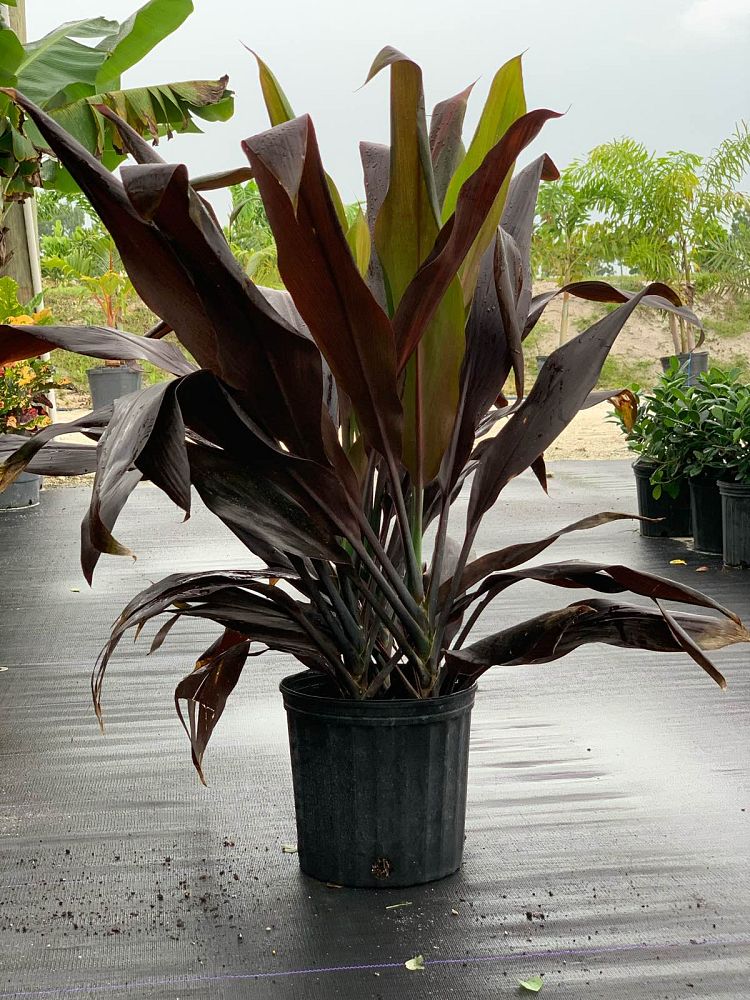 cordyline-fruticosa-black-magic-ti-plant-cordyline-terminalis-dracaena-terminalis