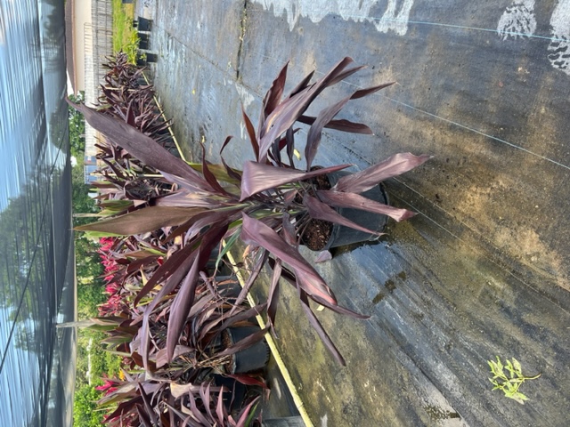 cordyline-fruticosa-black-magic-ti-plant-cordyline-terminalis-dracaena-terminalis