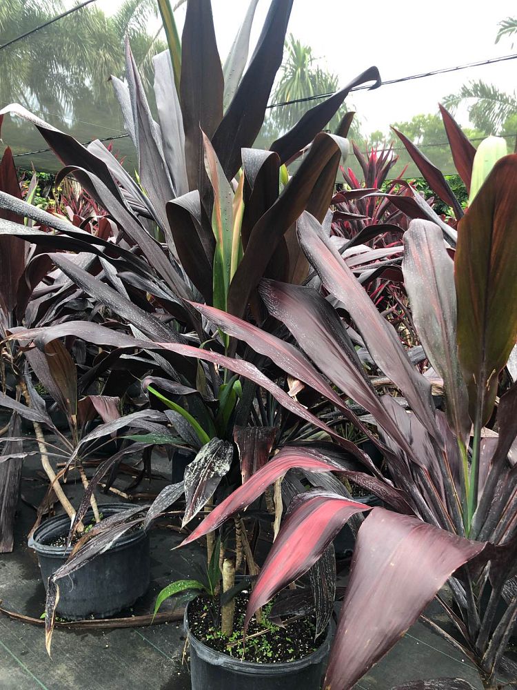 cordyline-fruticosa-black-magic-ti-plant-cordyline-terminalis-dracaena-terminalis