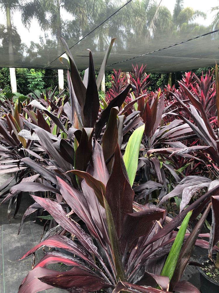 cordyline-fruticosa-black-magic-ti-plant-cordyline-terminalis-dracaena-terminalis