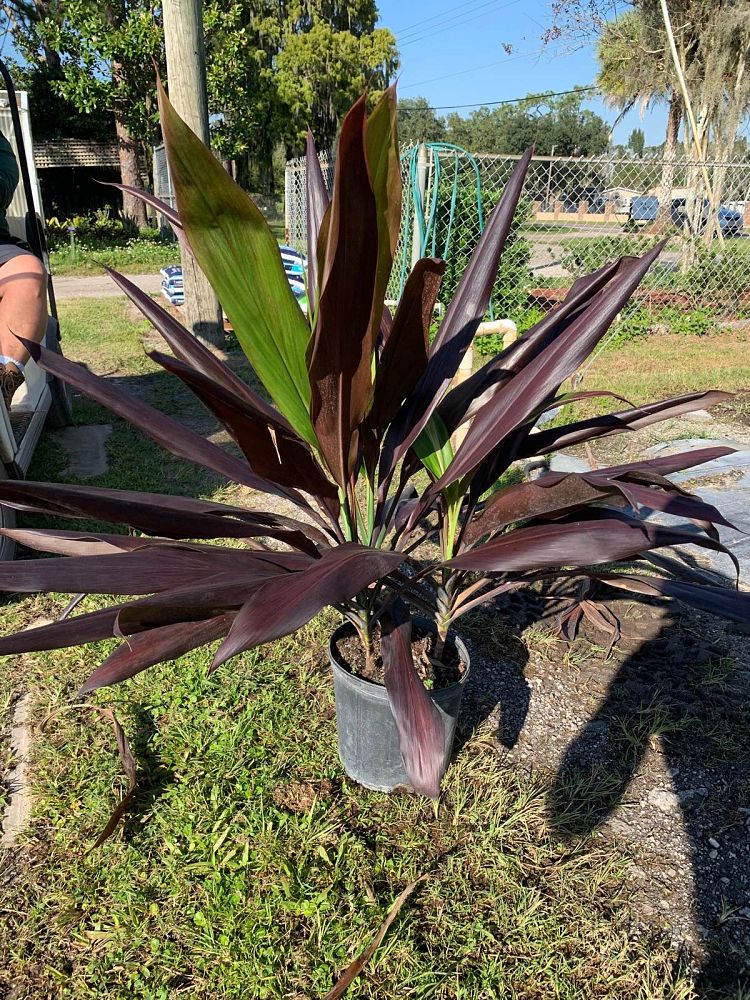 cordyline-fruticosa-black-magic-ti-plant-cordyline-terminalis-dracaena-terminalis