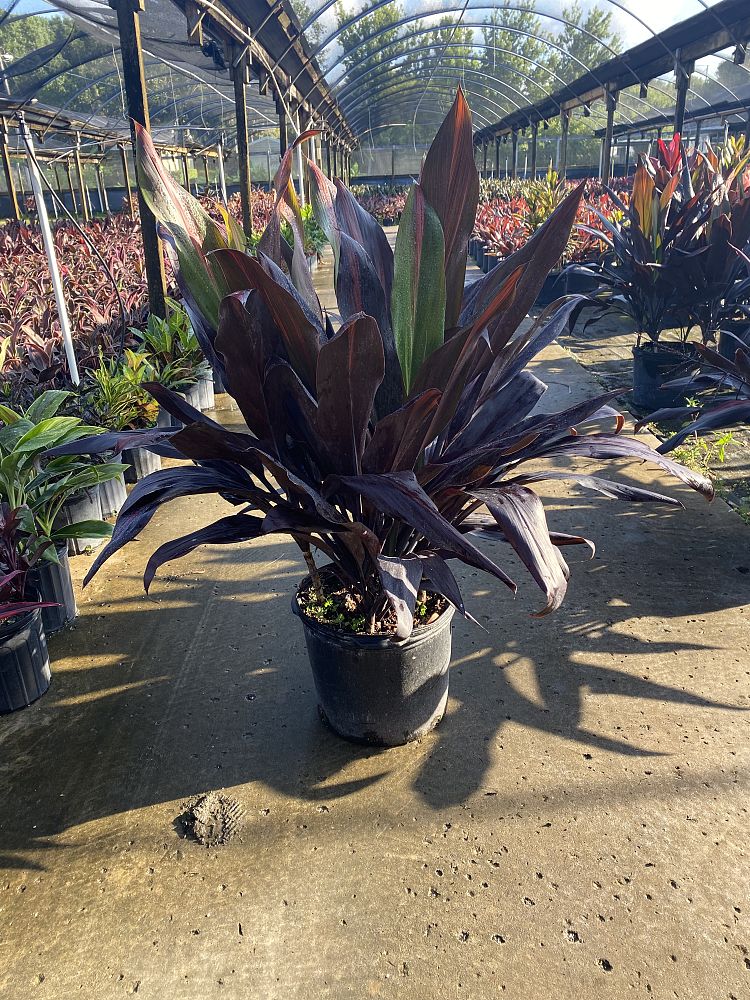 cordyline-fruticosa-black-magic-ti-plant-cordyline-terminalis-dracaena-terminalis