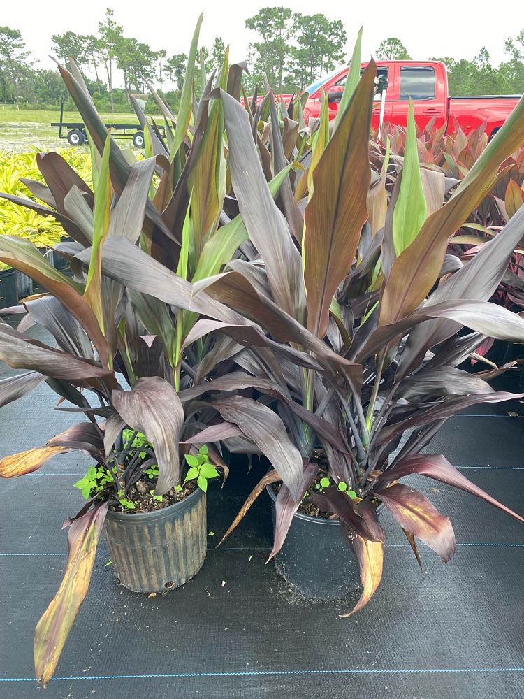 cordyline-fruticosa-black-magic-ti-plant-cordyline-terminalis-dracaena-terminalis