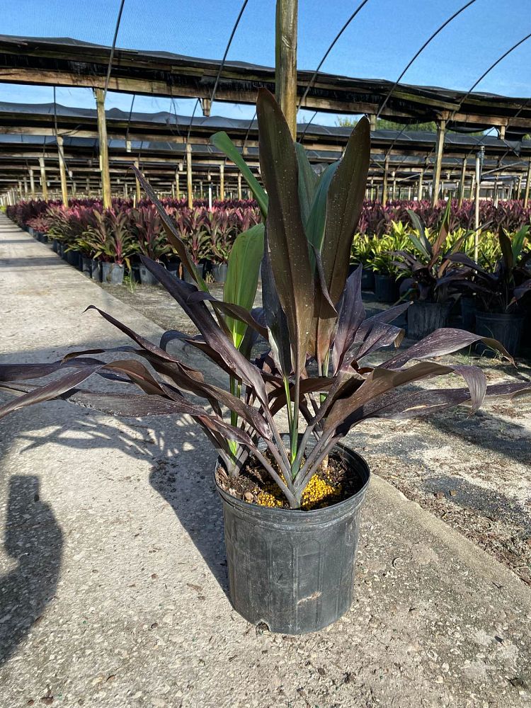 cordyline-fruticosa-black-magic-ti-plant-cordyline-terminalis-dracaena-terminalis