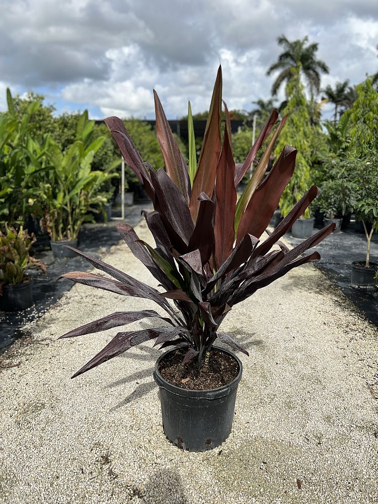 cordyline-fruticosa-black-magic-ti-plant-cordyline-terminalis-dracaena-terminalis