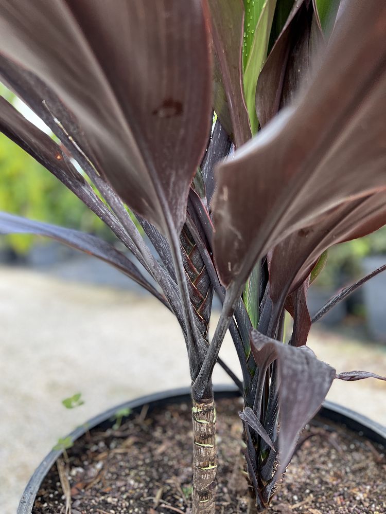 cordyline-fruticosa-black-magic-ti-plant-cordyline-terminalis-dracaena-terminalis