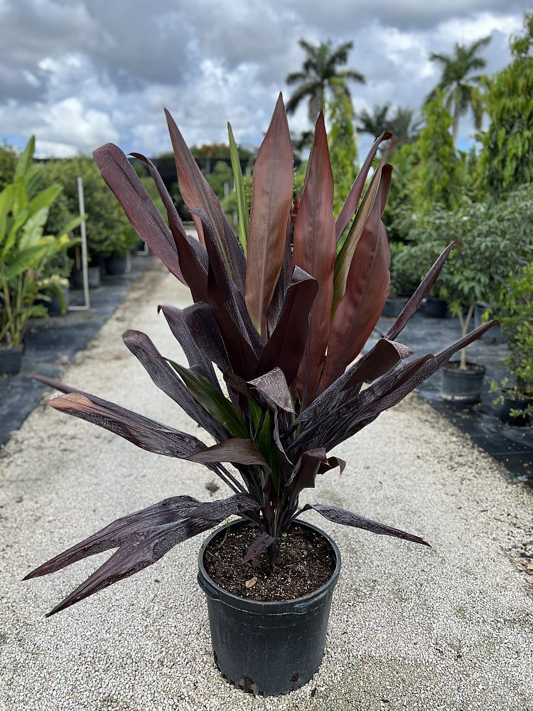 cordyline-fruticosa-black-magic-ti-plant-cordyline-terminalis-dracaena-terminalis