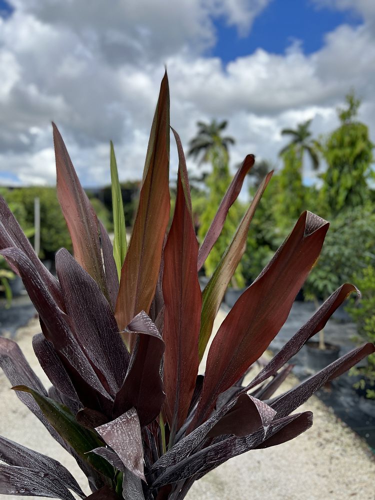 cordyline-fruticosa-black-magic-ti-plant-cordyline-terminalis-dracaena-terminalis
