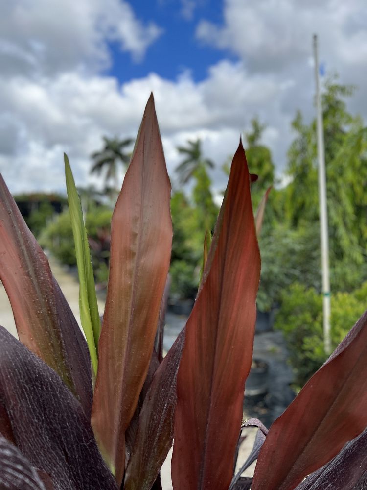 cordyline-fruticosa-black-magic-ti-plant-cordyline-terminalis-dracaena-terminalis