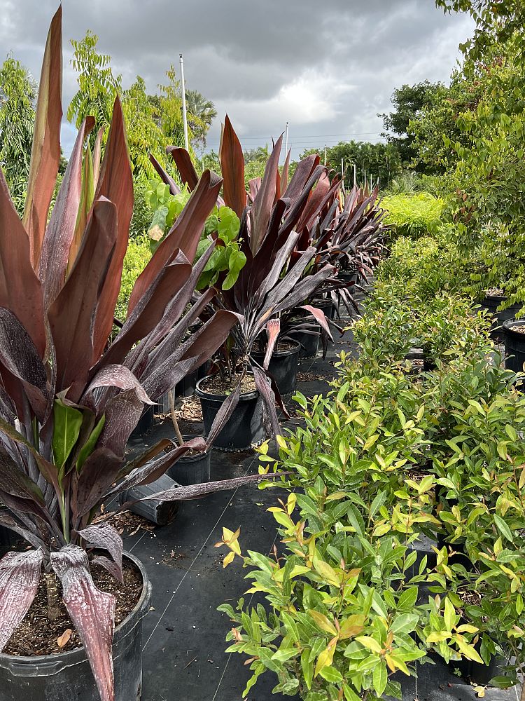 cordyline-fruticosa-black-magic-ti-plant-cordyline-terminalis-dracaena-terminalis