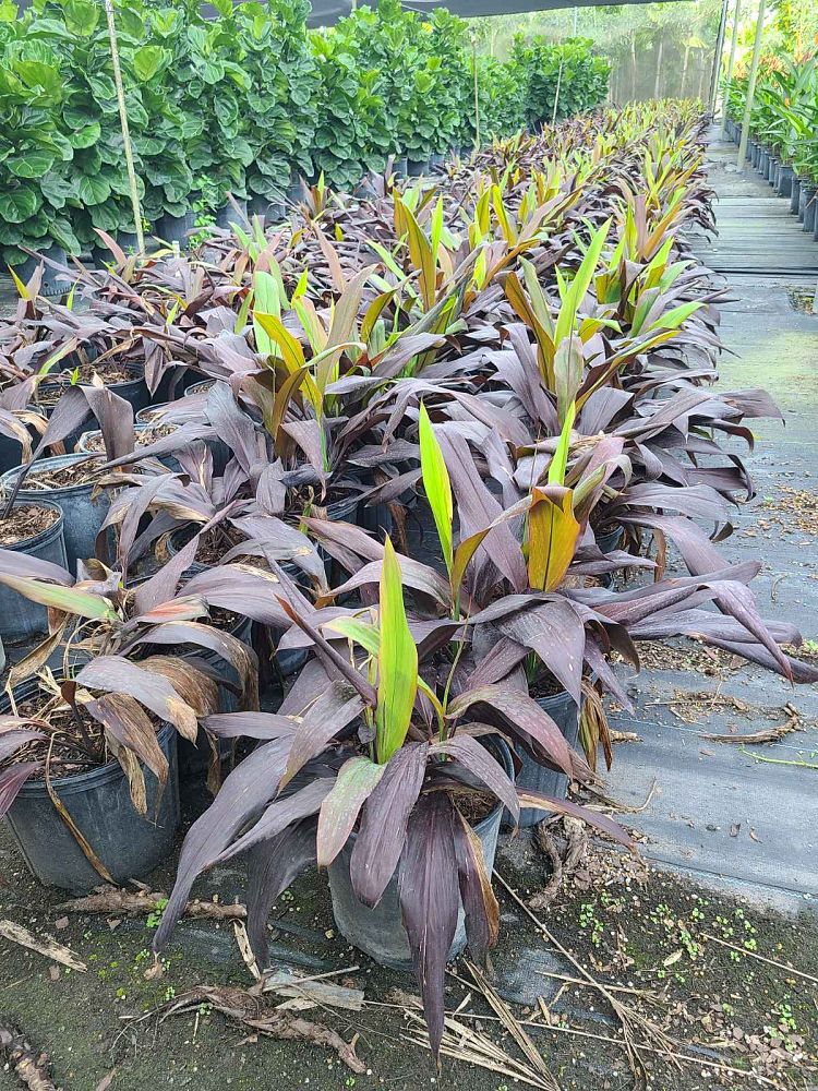 cordyline-fruticosa-black-magic-ti-plant-cordyline-terminalis-dracaena-terminalis