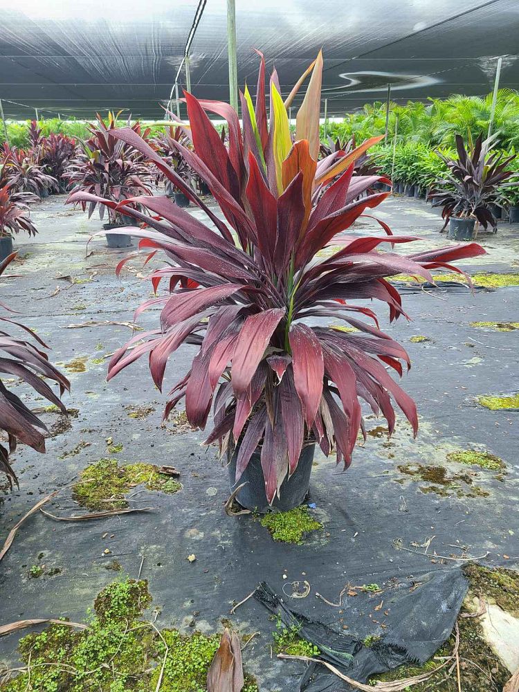 cordyline-fruticosa-black-magic-ti-plant-cordyline-terminalis-dracaena-terminalis