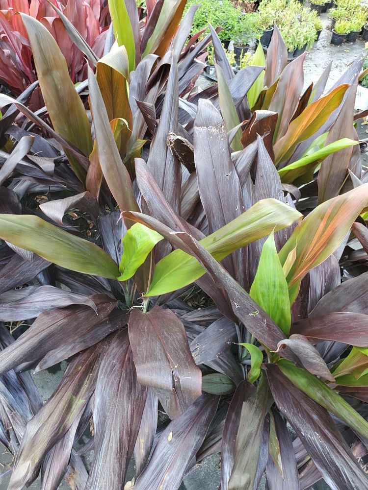 cordyline-fruticosa-black-magic-ti-plant-cordyline-terminalis-dracaena-terminalis