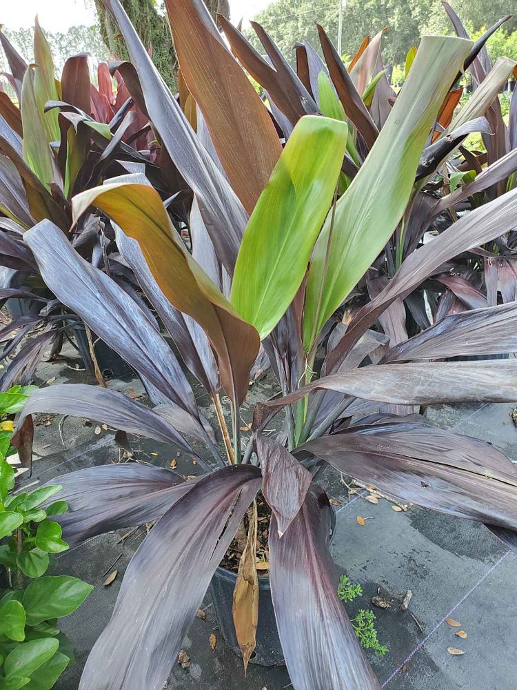 cordyline-fruticosa-black-magic-ti-plant-cordyline-terminalis-dracaena-terminalis