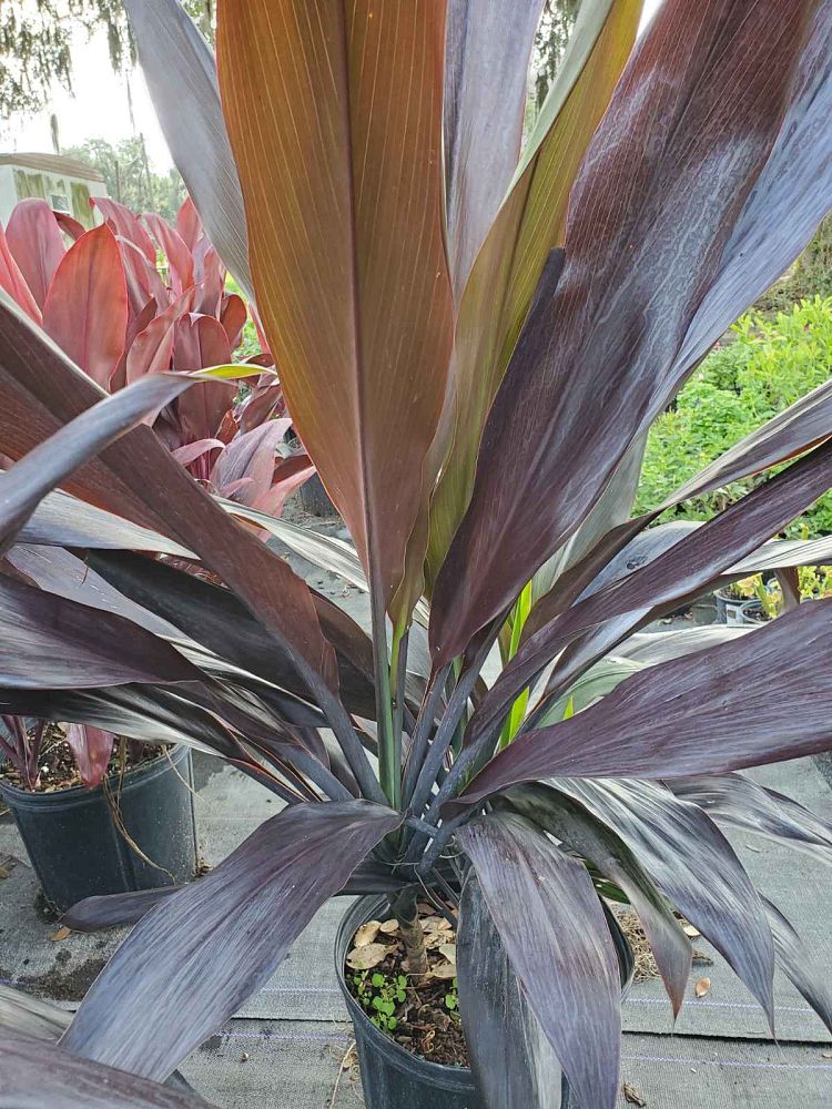 cordyline-fruticosa-black-magic-ti-plant-cordyline-terminalis-dracaena-terminalis