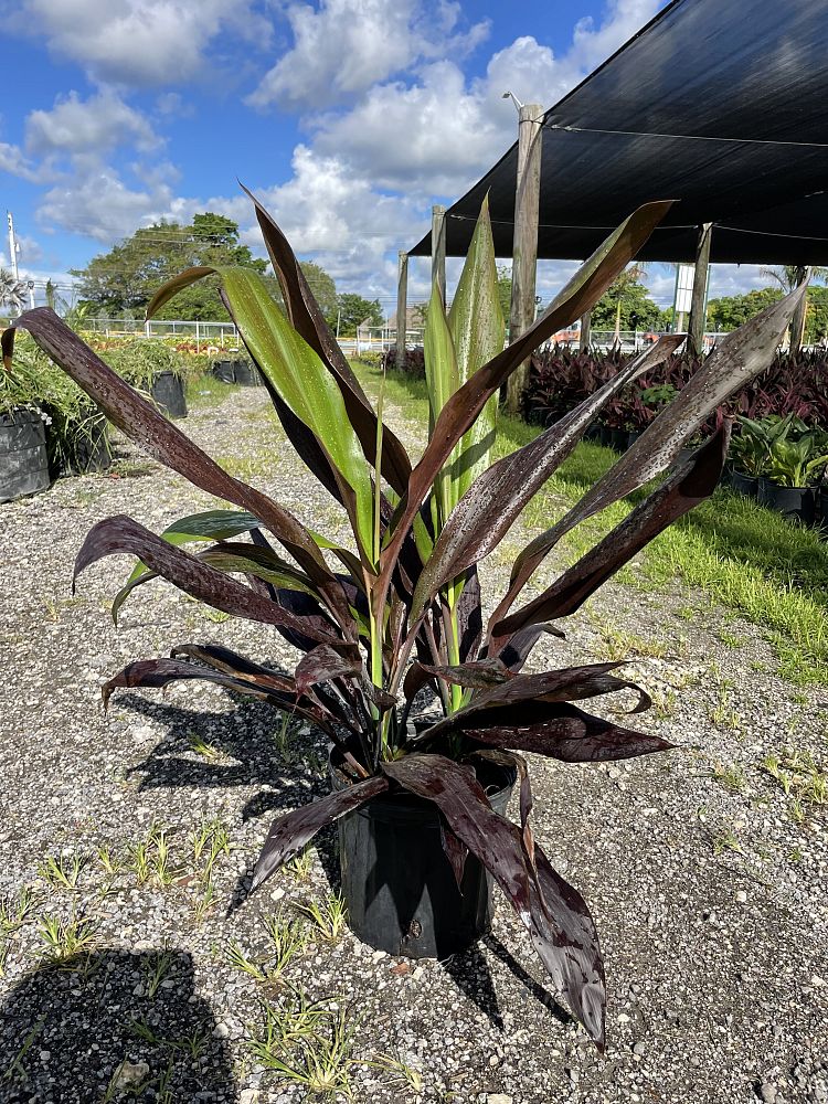 cordyline-fruticosa-black-magic-ti-plant-cordyline-terminalis-dracaena-terminalis
