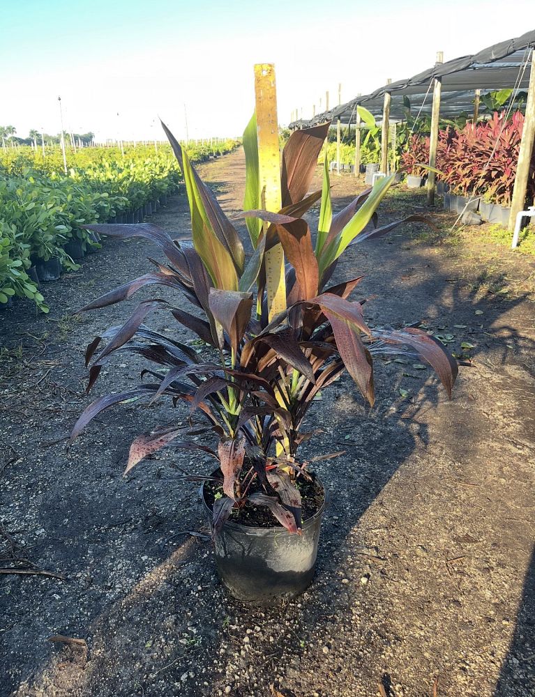 cordyline-fruticosa-black-magic-ti-plant-cordyline-terminalis-dracaena-terminalis