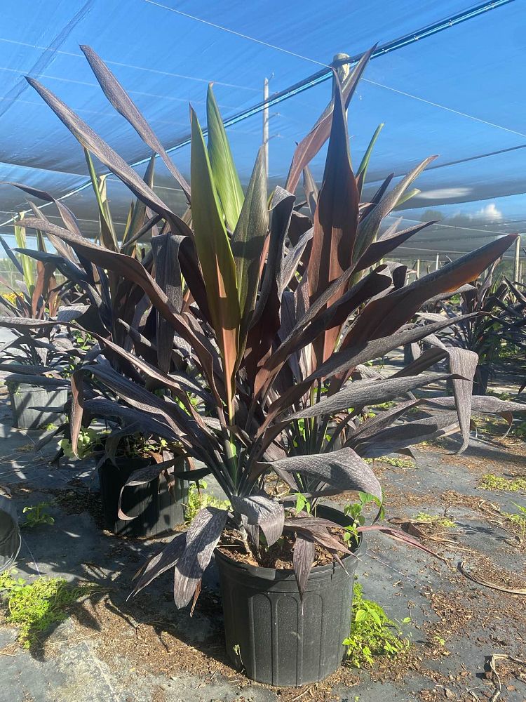 cordyline-fruticosa-black-magic-ti-plant-cordyline-terminalis-dracaena-terminalis