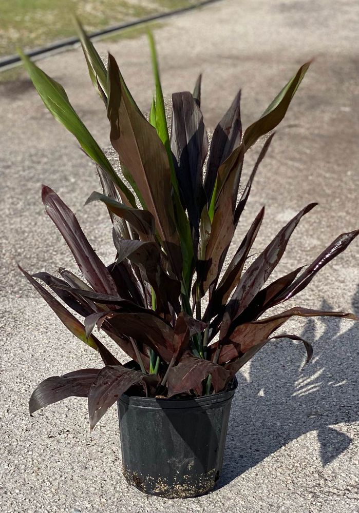 cordyline-fruticosa-black-magic-ti-plant-cordyline-terminalis-dracaena-terminalis