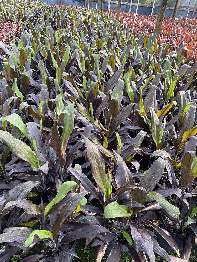 cordyline-fruticosa-black-magic-ti-plant-cordyline-terminalis-dracaena-terminalis