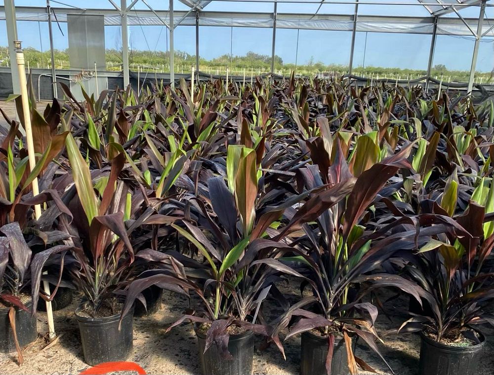 cordyline-fruticosa-black-magic-ti-plant-cordyline-terminalis-dracaena-terminalis
