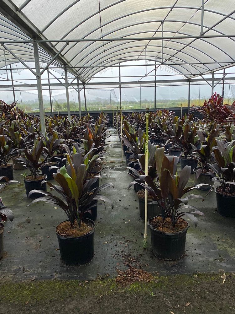 cordyline-fruticosa-black-magic-ti-plant-cordyline-terminalis-dracaena-terminalis