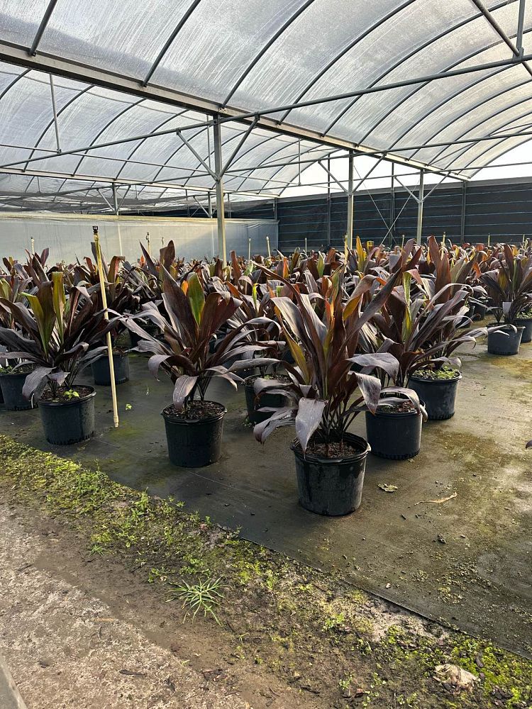 cordyline-fruticosa-black-magic-ti-plant-cordyline-terminalis-dracaena-terminalis