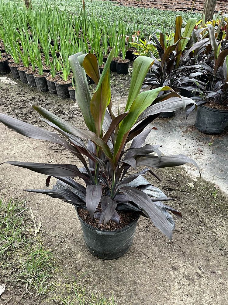 cordyline-fruticosa-black-magic-ti-plant-cordyline-terminalis-dracaena-terminalis