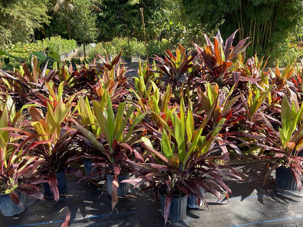 cordyline-fruticosa-black-magic-ti-plant-cordyline-terminalis-dracaena-terminalis