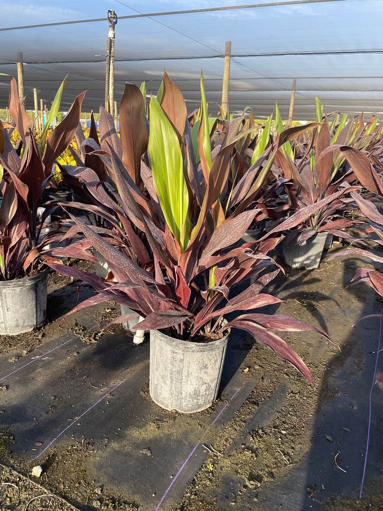 cordyline-fruticosa-black-magic-ti-plant-cordyline-terminalis-dracaena-terminalis