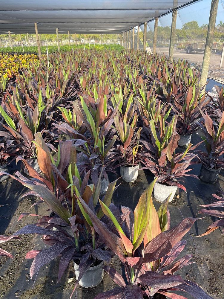 cordyline-fruticosa-black-magic-ti-plant-cordyline-terminalis-dracaena-terminalis