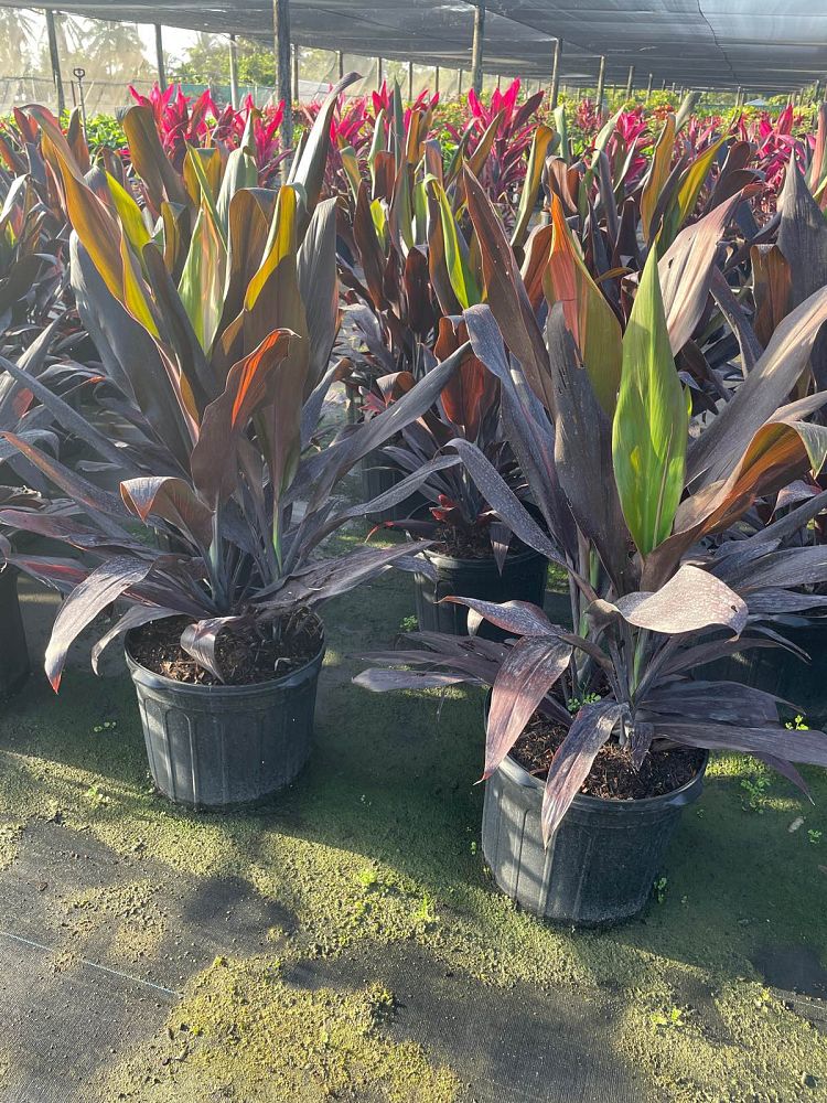 cordyline-fruticosa-black-magic-ti-plant-cordyline-terminalis-dracaena-terminalis