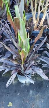 cordyline-fruticosa-black-magic-ti-plant-cordyline-terminalis-dracaena-terminalis
