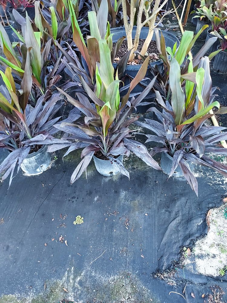 cordyline-fruticosa-black-magic-ti-plant-cordyline-terminalis-dracaena-terminalis