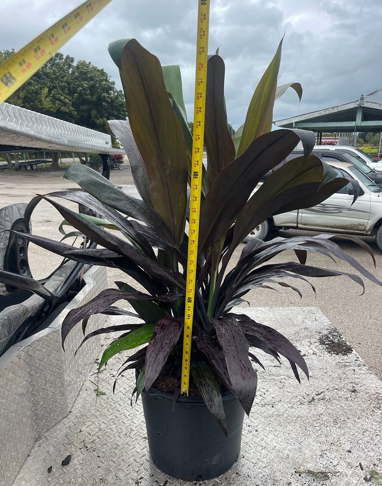 cordyline-fruticosa-black-magic-ti-plant-cordyline-terminalis-dracaena-terminalis