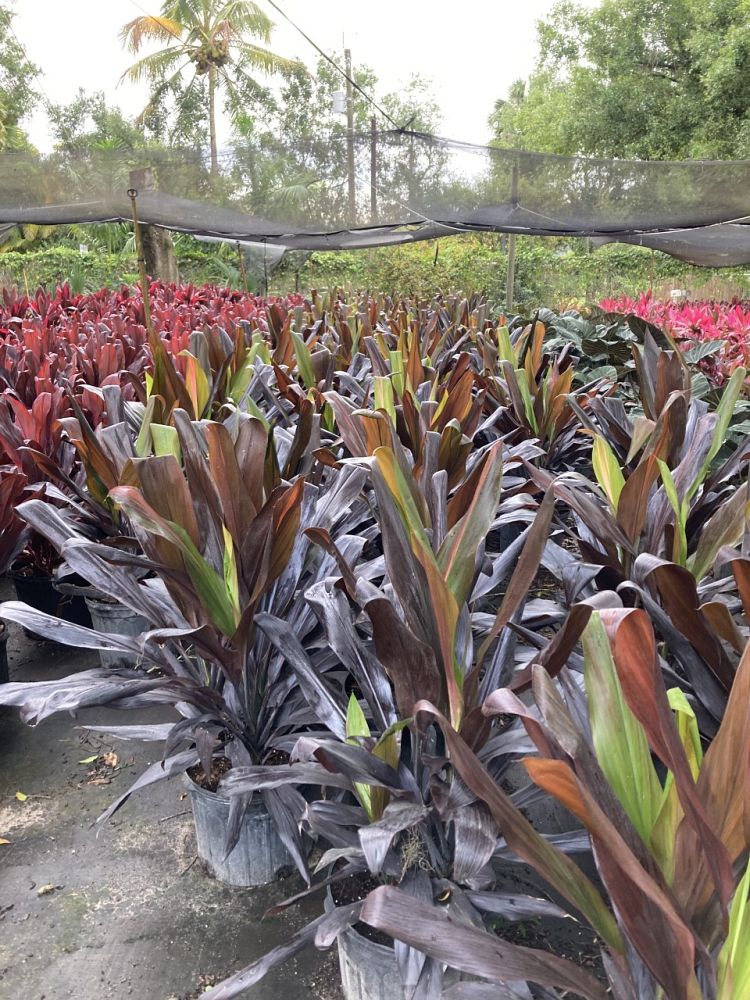 cordyline-fruticosa-black-magic-ti-plant-cordyline-terminalis-dracaena-terminalis