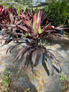 cordyline-fruticosa-black-magic-ti-plant-cordyline-terminalis-dracaena-terminalis