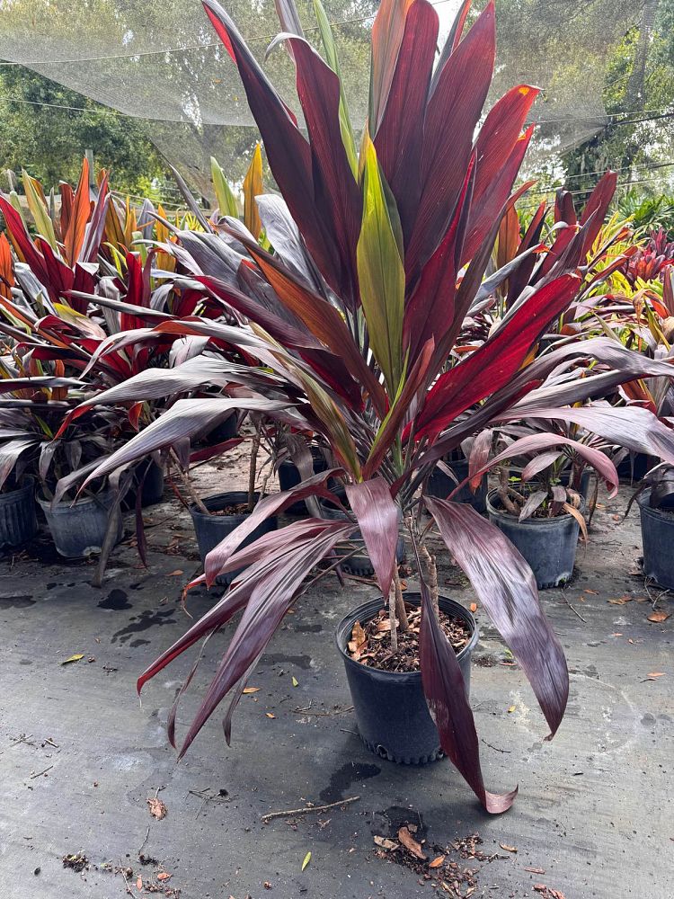 cordyline-fruticosa-black-magic-ti-plant-cordyline-terminalis-dracaena-terminalis
