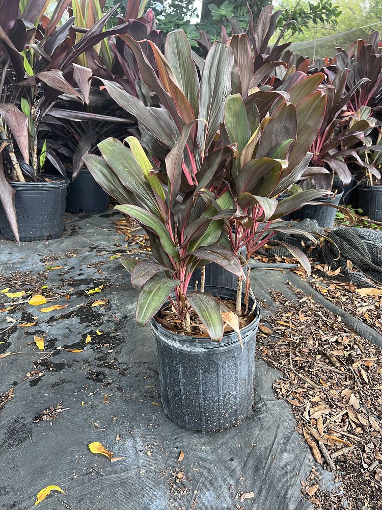 cordyline-fruticosa-black-magic-ti-plant-cordyline-terminalis-dracaena-terminalis