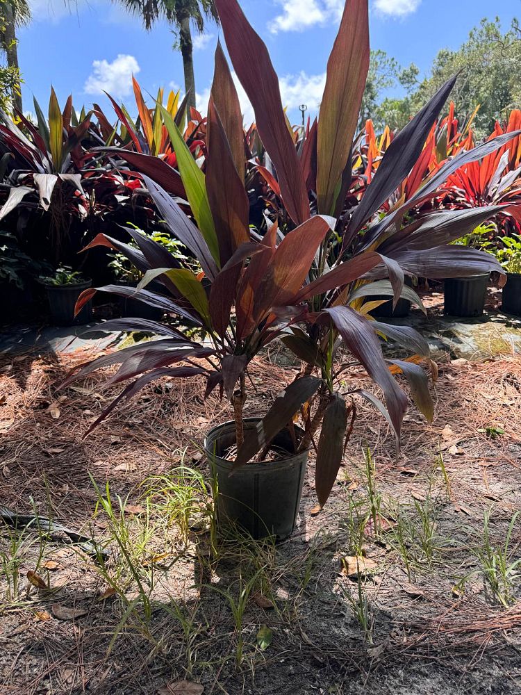 cordyline-fruticosa-black-magic-ti-plant-cordyline-terminalis-dracaena-terminalis