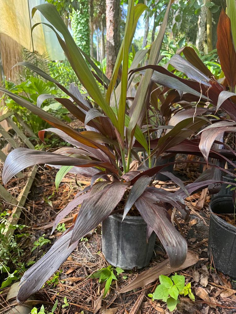 cordyline-fruticosa-black-magic-ti-plant-cordyline-terminalis-dracaena-terminalis