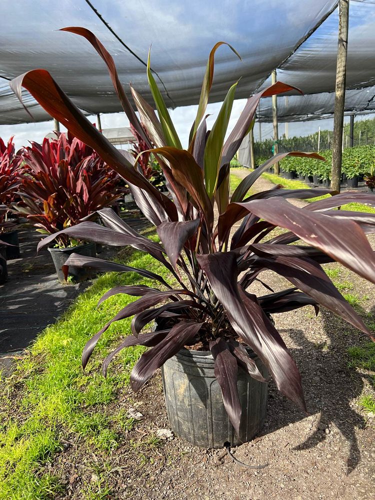 cordyline-fruticosa-black-magic-ti-plant-cordyline-terminalis-dracaena-terminalis