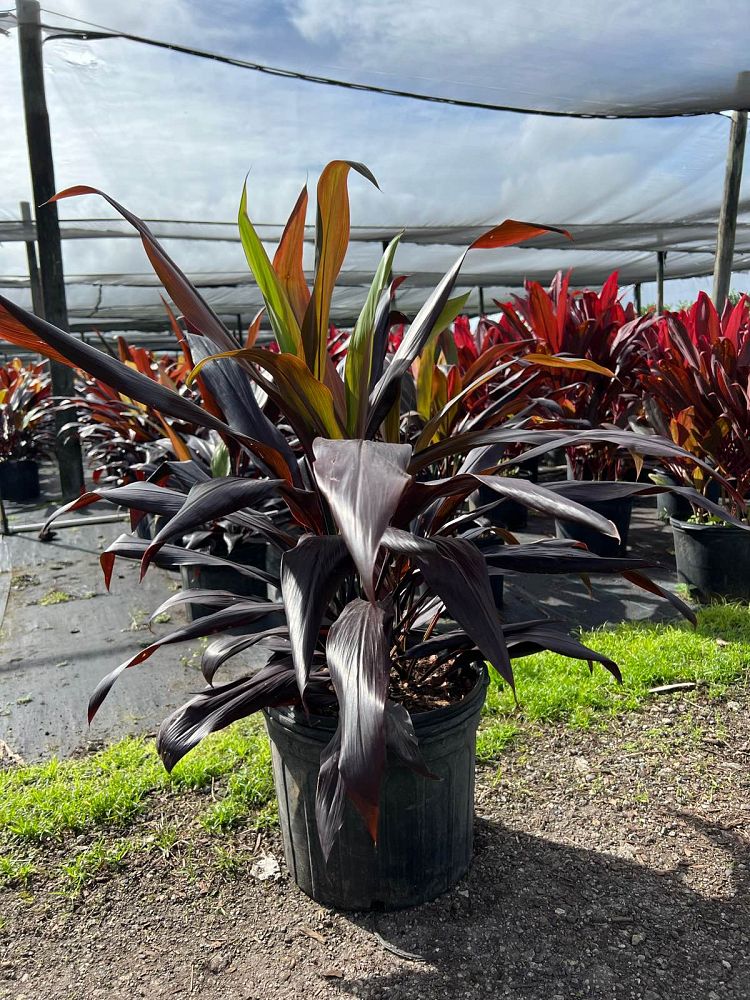 cordyline-fruticosa-black-magic-ti-plant-cordyline-terminalis-dracaena-terminalis