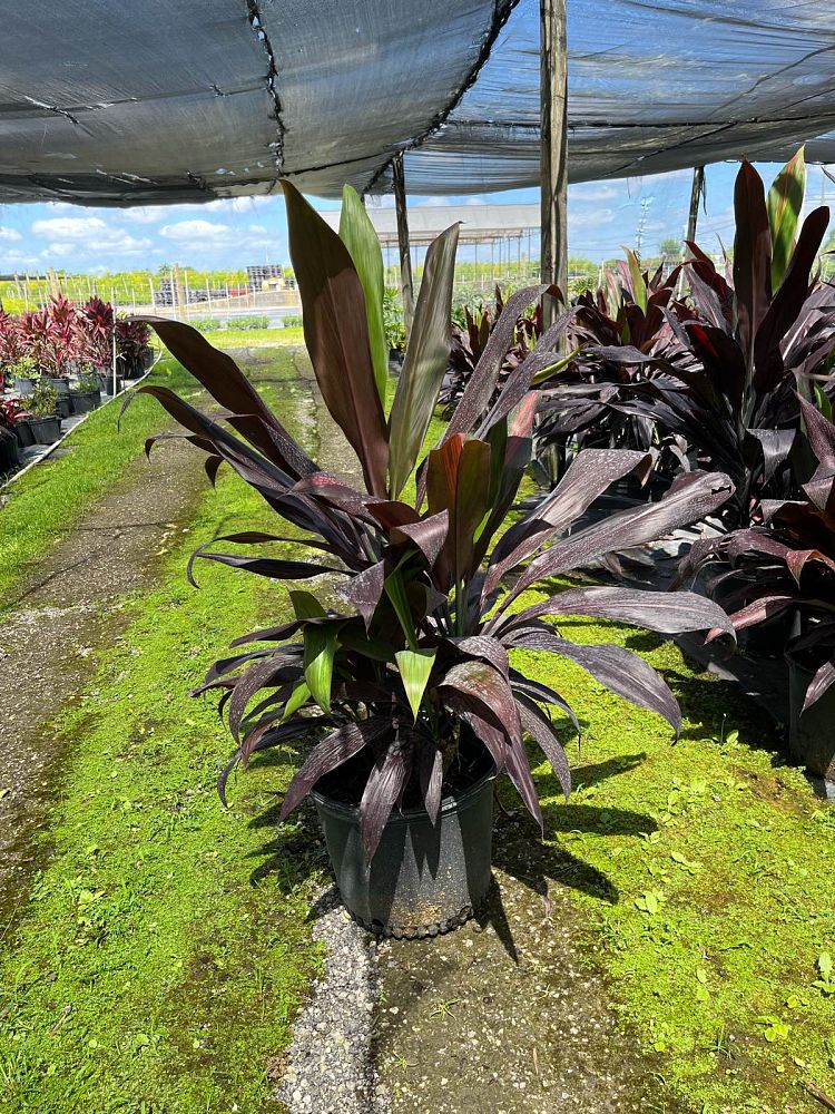 cordyline-fruticosa-black-magic-ti-plant-cordyline-terminalis-dracaena-terminalis