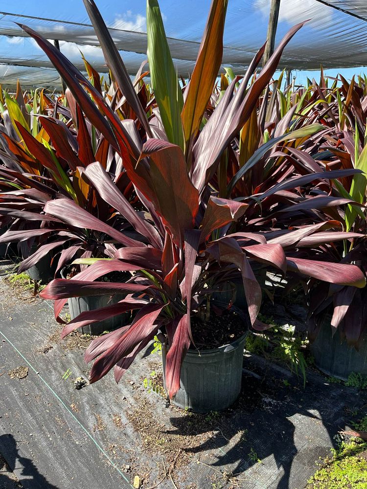 cordyline-fruticosa-black-magic-ti-plant-cordyline-terminalis-dracaena-terminalis