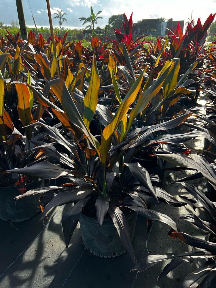 cordyline-fruticosa-black-magic-ti-plant-cordyline-terminalis-dracaena-terminalis