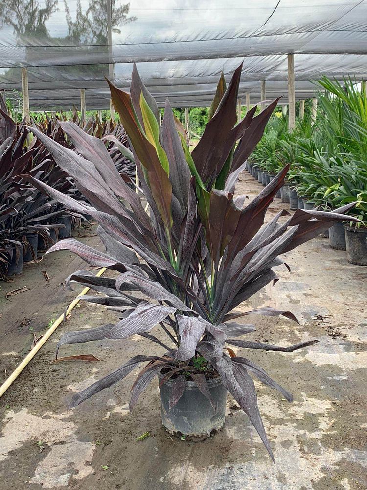 cordyline-fruticosa-black-magic-ti-plant-cordyline-terminalis-dracaena-terminalis